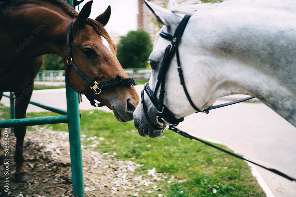Two beautiful thoroughbred horses touching noses in friendship feeling sadness in countryside captivity, obedient mare and stallion champions in bridle communicating in paddock of country club - obrazy, fototapety, plakaty 