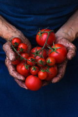 Senior man, farmer worker holding harvest of organic tomato