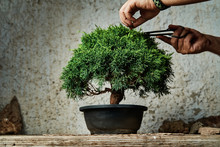 Hands Pruning A Bonsai Tree On A Work Table. Gardening Concept.