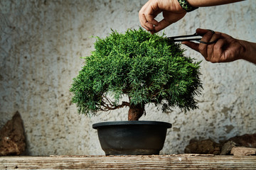 Hands pruning a bonsai tree on a work table. Gardening concept.