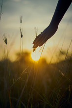 Child Hand Touches The Ears Of Wheat In A Wheat Field At Yellow Sunset 