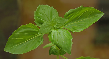 Wall Mural - Basil leaves plant