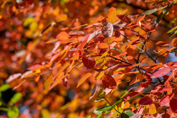 amelanchier lamarckii shadbush autumnal shrub branches full of beautiful red orange yellow leaves