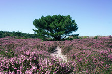 Dutch Heather Fully Blooming In The Midst Of The Forest In August 8