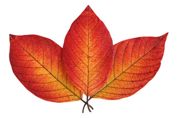 Wall Mural - three autumn leaves isolated on a white background.