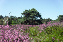 Dutch Heather Fully Blooming In The Midst Of The Forest In August 5