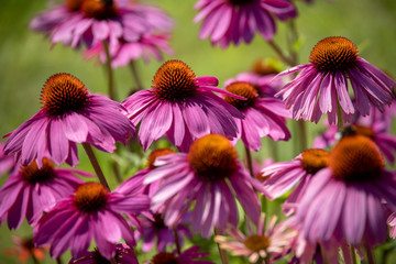  purple flowers in a summer garden on a sunny day