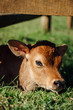 Calf laying in the grass at a farm.