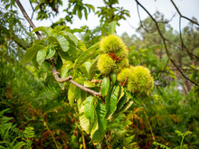 Fresh Green Thorny Chestnuts On A Branch With Blurred Background