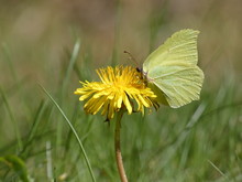 Common Brimstone (Gonepteryx Rhamni) - Yellow Butterfly On Dandelion Flower