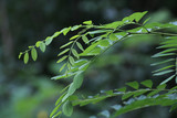 Fototapeta  - green acacia leaves
