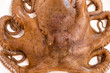 Raw octopus on a white dish, ready for cooking (close-up, top view)