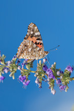 Painted Lady Butterfly Against Blue Sky In Louisiana Summer Garden