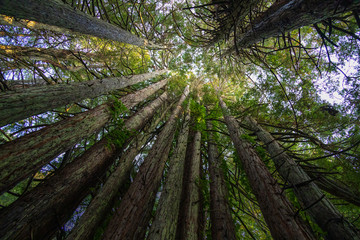 Tree trunks, looking up to the sky