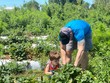 © Tamara Sales  - picking fruit in a farm in Florida