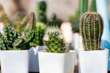 Wall Mural - Small cactus in a white planting pot