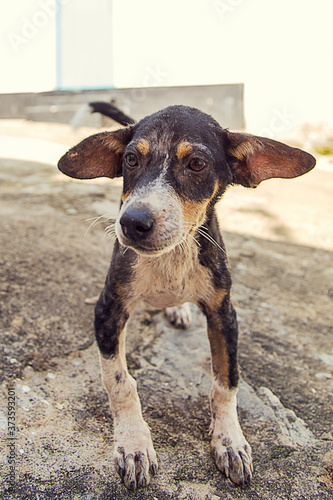 46 909 Perro Wall Murals Canvas Prints Stickers Wallsheaven