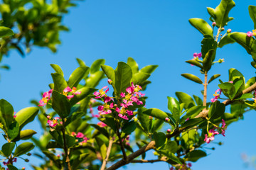 Wall Mural - Malpighia glabra Linn flowers