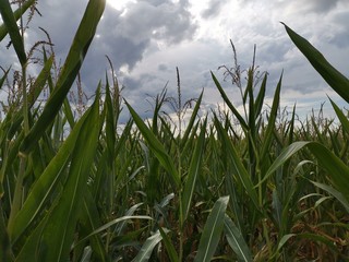 grass and sky