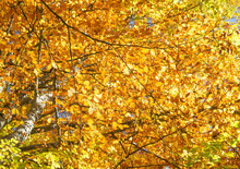 Background With Autumn Yellow Beech Leaves