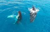 Fototapeta Łazienka - Breaching Humpback Whale (Megaptera novaeangliae)    Australia.