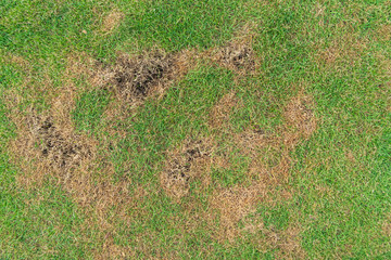 green and yellow grass texture brown patch is caused by the destruction of fungus rhizoctonia solani