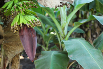 Wall Mural - Green bananas bunch on a tree