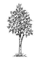 hand-drawn vector ink drawing in engraving style. deciduous rowan tree isolated on white background.