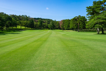 Wall Mural - Golf Course with beautiful green field. Golf course with a rich green turf beautiful scenery.