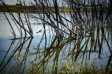 Poster - Freshwater marsh with swamps at daytime