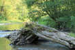 stary pień drzewa leżący w nurcie rzeki
