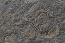 Ammoniten (Ammonoidea) Fossilien, Versteinerung