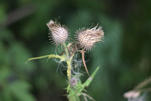 Dry Prickly Flower Buds On A Green Background