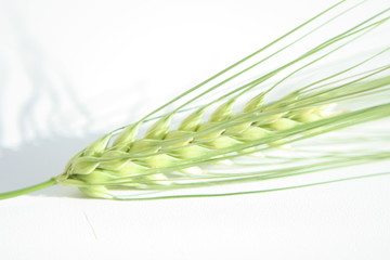 spikelets plants seeds