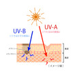  	紫外線　UV-A 　UV-B　（肌の断面図イメージ）
