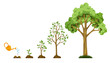 Stages growth of tree from seed. Watering the plants. Collection of trees from small to large. Green tree with leaf growth diagram. Business cycle development