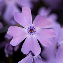 Close Up Of A Silene Acaulis Purple Flower 
