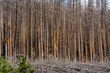 Catastrophic forest dying in Germany. Dead spruce, the tree barks were partially destroyed due to the immense infestation of bark beetles