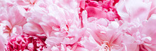 Peony Flowers In Full Bloom Pastel And Vibrant Pink Color As Background And Live Wall. Banner
