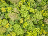 Fototapeta Las - Green tops of mixed forest trees in late spring. Sunny clear day. Aerial drone top view.