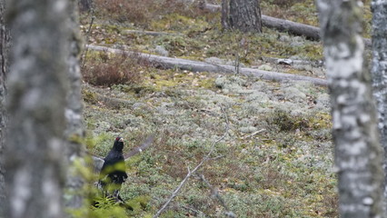 Western capercaillie (Tetrao urogallus), also known as the wood grouse, heather cock, or just capercaillie in pine forest, North of Belarus