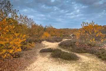 Poster - Footpath through heathland in yelow autumn colors