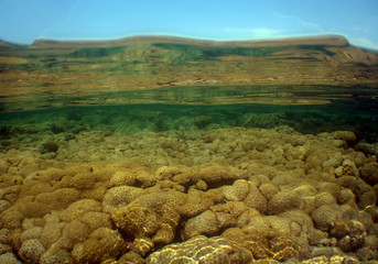 Wall Mural - coral reefs caribbean sea Venezuela