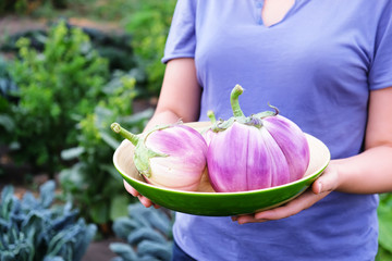 Wall Mural - Young woman holds a bowl of organic eggplants. Organic vegetables.