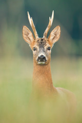 Wall Mural - roe deer, capreolus capreolus, buck looking to the camera on meadow from close up. amazed mammal wit
