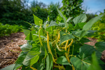 Wall Mural - bean plant close up in the garden