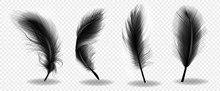Black Bird Fluffy Feather