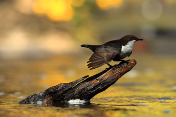 Wall Mural - Dipper bird on Scottish river