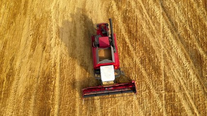 Wall Mural - Combine Harvester Harvests Golden Wheat. Agriculture. Prores, Slow Motion. Shooting from the air