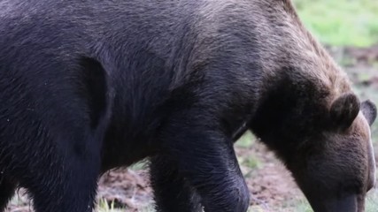 wild bear in nature. bear feeding in summertime. wildlife spotting footage.forest with brown bear, f